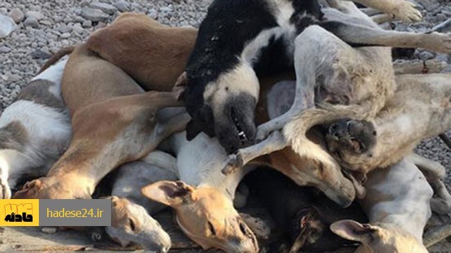 چند قلاده سگ در شهر مریوان با استفاده از سم توسط افراد ناشناس کشته شدند که فیلم آن در شبکه‌های مجازی بویژه تلگرام دست به دست می‌شود و همین اتفاق موجب واکنش انجمن دوستدار حیوانات و دفاع از حقوق آنها در کردستان شده است.