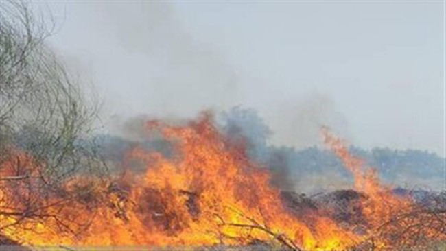 عامل آتش سوزی عمدی جنگل های رضوانشهر دستگیر شد.