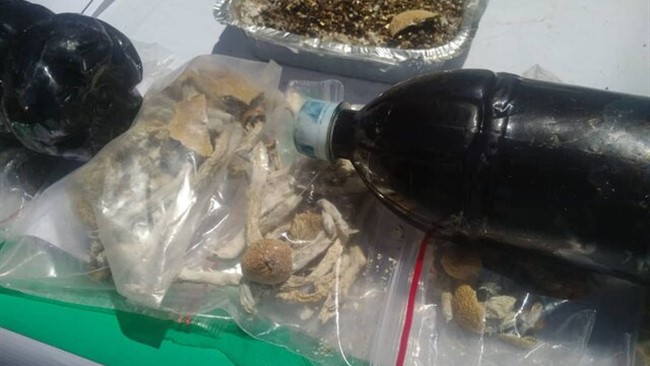 ماموران پلیس مبارزه با مواد مخدر پایتخت نوعی قارچ سمی شبیه به مخدر را در تهران کشف کردند.