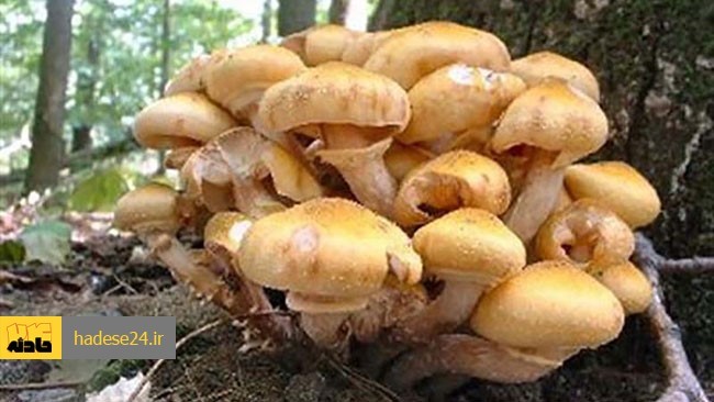 رئیس انجمن پرورش‌دهندگان قارچ گفت: عرضه قارچ‌های سمی به بازار صحت ندارد و این خبر مربوط به سال ۹۷ است.