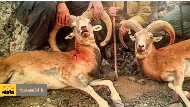 رئیس پلیس امنیت عمومی تهران بزرگ، از دستگیری دو شکارچی غیرمجاز که با شکار حیوانات وحشی، اقدام به فروش گوشت آنها به قیمت‌های بالا به مشتریان خاص کرده بود، خبرداد.