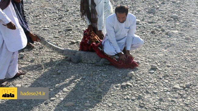 رئیس اداره حفاظت محیط زیست شهرستان سرباز از مشاهده چند سر تمساح در آبنمای لکسر شهر پیشین خبرداد.