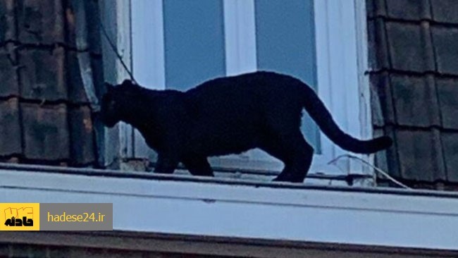 مقامات باغ وحش  موبوژ  فرانسه اعلام کرده‌اند پلنگ سیاهی که هفته گذشته پس از فرار از محل زندگی خود و دیده شدن روی سقف خانه‌ای در شهر شمالی فرانسه زنده‌گیری شده بود، از محل نگهداری‌اش در باغ وحش دزدیده شده است.