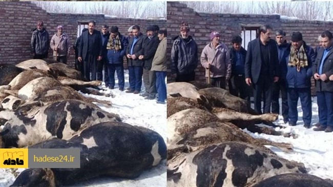 13 گاو در روستای تازه‌کند شهرستان سراب خفه شدند.