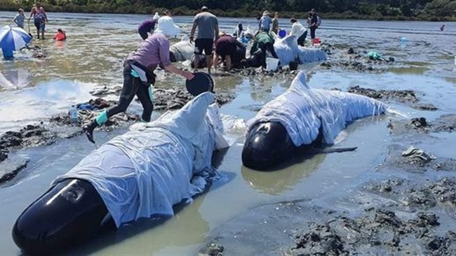 با وجود تلاش دوستداران محیط زیست ۱۹ نهنگ خلبان در پی گرفتار شدن در ساحل شنی جزیره گرولامدل" نیوزلند جان سپردند.