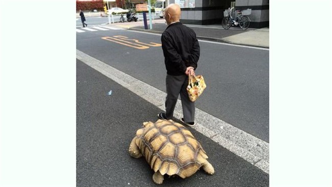یک مرد ژاپنی, لاک پشتی غول پیکر را به عنوان حیوان خانگی انتخاب کرده و هرروز با این حیوان به خیابان رفته و قدم می زند