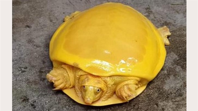 تنها لاک پشت زرد نادر دنیا در حوضچه روستایی در هند کشف شد.