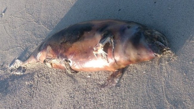 رئیس اداره محیط زیست بندرخمیر گفت: لاشه یک قطعه دلفین در سواحل شهرستان بندرخمیر مشاهده شد.