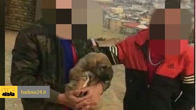 فرد حیوان‌آزاری که اقدام به بریدن گوش‌های یک قلاده سگ در ارومیه کرده بود، توسط یگان حفاظت محیط زیست آذربایجان غربی شناسایی و دستگیر شد.
