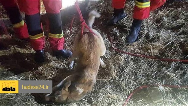 یک قلاده سگ که به عمق 6 متری چاه در بلوار ارتش سوهانک سقوط کرده بود، توسط آتش نشانان نجات یافت.