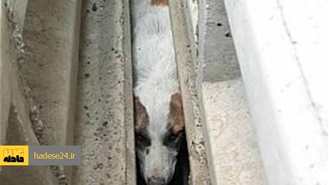 با تلاش آتش نشانان، سگی که در زیر تیرهای بتونی بوستان سرخه حصار گرفتار شده بود، رها شد.