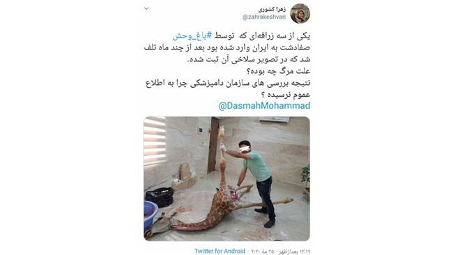 زهرا کشوری؛ خبرنگار حوزه محیط زیست در حساب توئیتری خود با انتشار تصویری از سلاخی یکی از سه زرافه‌ای که به ایران آمده بود خبر داد.