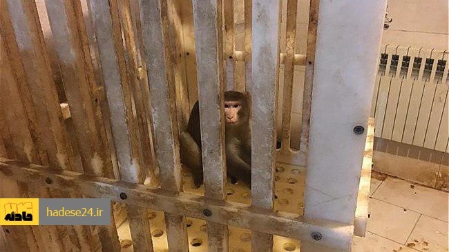 تعدادی میمون‌ در هند با حمله به یک تکنسین بخش آزمایشگاه، چند نمونه خونی را که او در حال بردن به آزمایشگاه بود، ربودند.