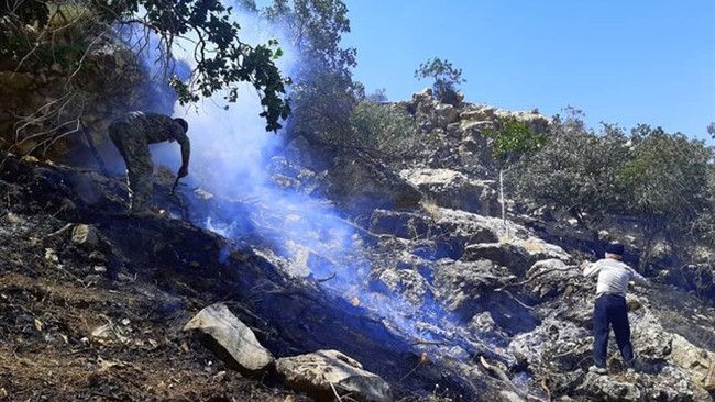 تصاویری دردناک از سوختن حیوانات در آتش‌سوزی جنگل‌های زاگرس در فضای مجازی منتشر شده است.
