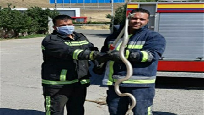مدیر عامل سازمان آتش نشانی شهرستان مهاباد گفت: یک حلقه مار با تلاش نیرو‌های آتش نشانی در مرکز معاینه فنی این شهرستان به دام افتاد.
