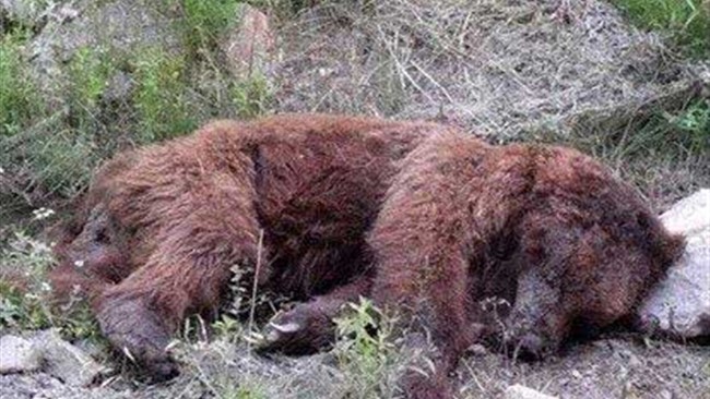 محیط‌زیست مازندران از کشف لاشه یک قلاده خرس قهوه‌ای در منزل مسکونی یک شهروند چالوسی خبر داد.