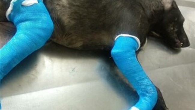 فردی که یک قلاده سگ را اذیت کرده بود در رودسر شناسایی و به مراجع قضایی معرفی شد.