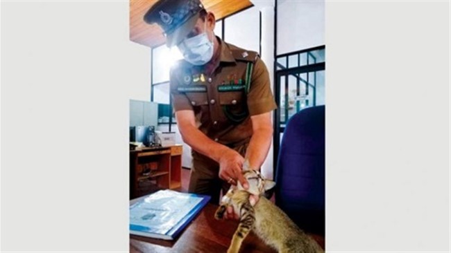 گربه قاچاقچی که مواد مخدر و سیم‌کارت را به داخل زندان مرکزی سریلانکا منتقل می‌کرد، یک هفته بعد از دستگیری موفق شد از دست ماموران فرار کند.