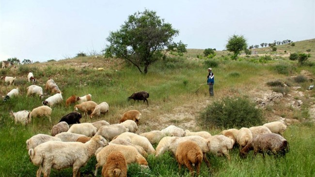 فرمانده انتظامی بدره از نجات چوپان و گله گوسفندانش در ارتفاعات کبیرکوه این شهرستان خبر داد.