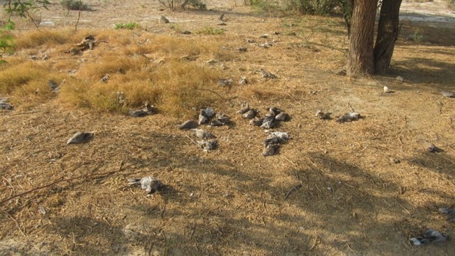 مدیرکل حفاظت محیط زیست استان بوشهر گفت: ۳۰۰ قطعه کبوتر وحشی در شهرستان دیر این استان به علت نامعلومی تلف شده‌اند که موضوع در دست بررسی است.