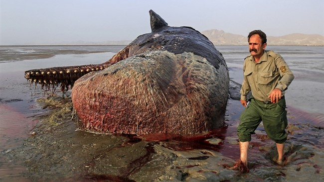 روز گذشته اهالی روستای بریزگ واقع در بخش گونمردی شهرستان سیریک هرمزگان از مشاهده لاشه یک نهنگ بزرگ در ساحل این روستا خبر دادند. لاشه نهنگ دچار فساد شده که نشان می‌دهد از مرگ آن چند روز گذشته است.