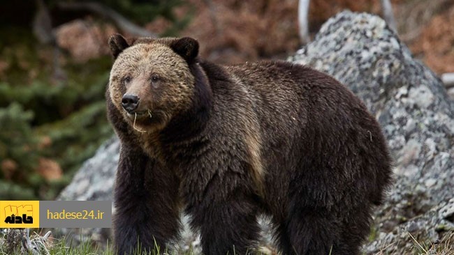 خرس یک جوان در بخش سوسن روستای ممبین را مجروح کرد .