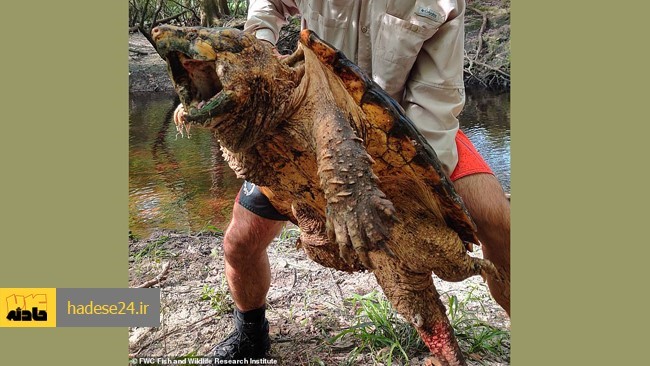 کارشناسان محیط زیست فلوریدا آمریکا موفق به زنده گیری بزرگ ترین لاک پشت گازگیر در آبهای رودخانه ای منطقه شدند.