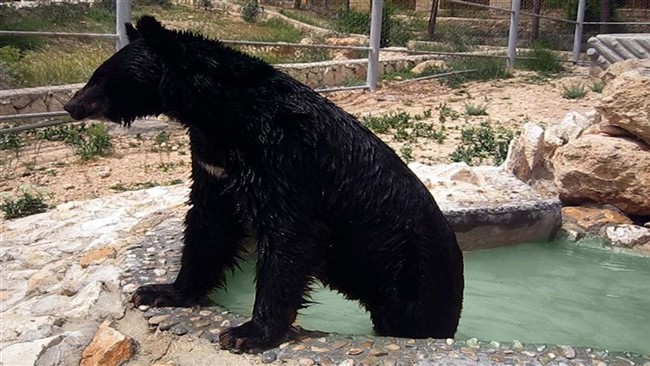 مدیر باغ وحش شیراز علت مرگ خرس سیاه باغ وحش شیراز را تشریح کرد.