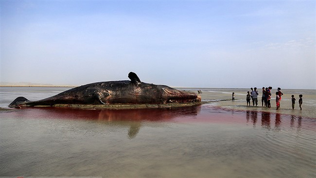 امدادگران حیات وحش از تلف شدن ۹۰ نهنگ از ۲۷۰ نهنگ گرفتار در ساحل جزیره تاسمانی استرالیا خبر دادند.