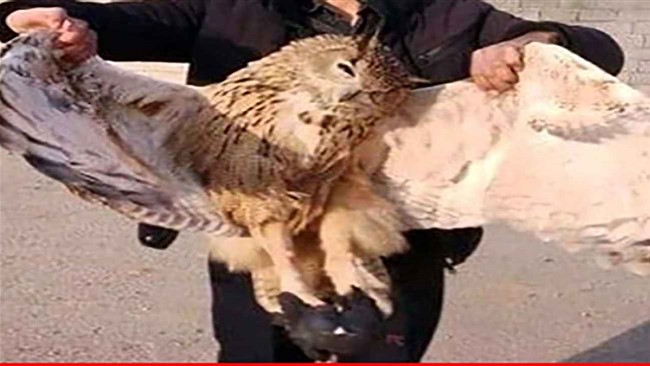 رئیس اداره حفاظت محیط زیست شاهین دژ گفت: یک قطعه شاه بوف در شهر محمود آباد ‌این شهرستان در حین شکار کبوتر اهلی در بالای تیر برق دچار برق گرفتگی شد‎.