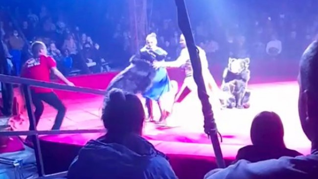 مربی باردار یک سیرک در روسیه هنگام اجرای نمایش مورد حمله خرس خشمگین قرار گرفت.