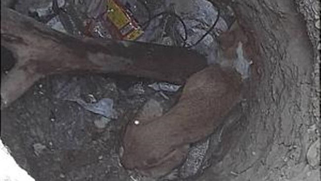 یک قلاده سگ که با سقوط به داخل چاهی در محوطه باز در حوالی بزرگراه چمران درعمق چهار متری آن گرفتار شده بود، با کمک آتش نشانان نجات پیدا کرد.