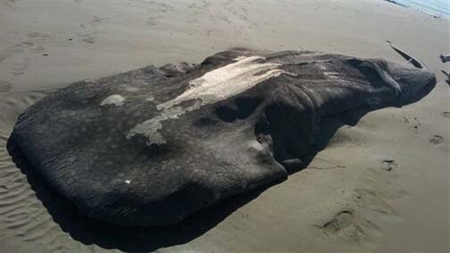 رئیس اداره حفاظت محیط زیست میناب از مشاهده لاشه یک کوسه نهنگ (کولی کر) در سواحل این شهرستان خبر داد.