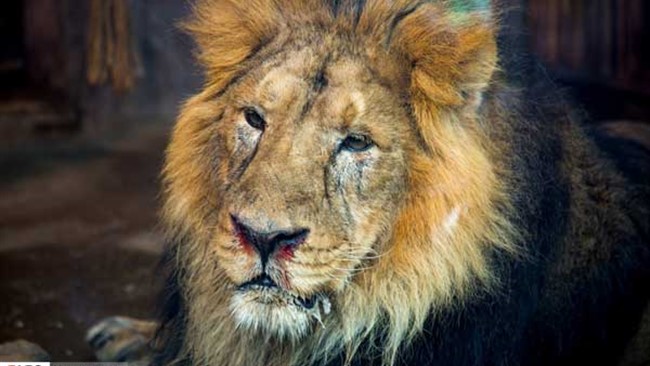 2 شیر گرسنه پس از حمله به یک راهنمای سفر در طبیعت آفریقای جنوبی، او را خوردند.