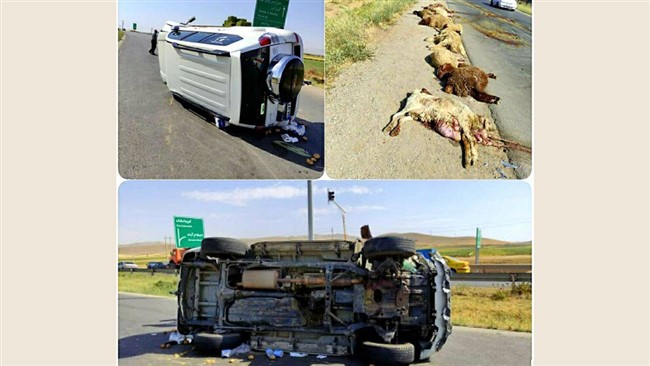 رییس پلیس راه استان کرمانشاه از وقوع سانحه رانندگی در محور سراب نیلوفر خبر داد و گفت: در این سانحه چوپان ۶۰ ساله جان خود را از دست داد و ۲۲ راس ازگوسفندانش هم تلف شدند.