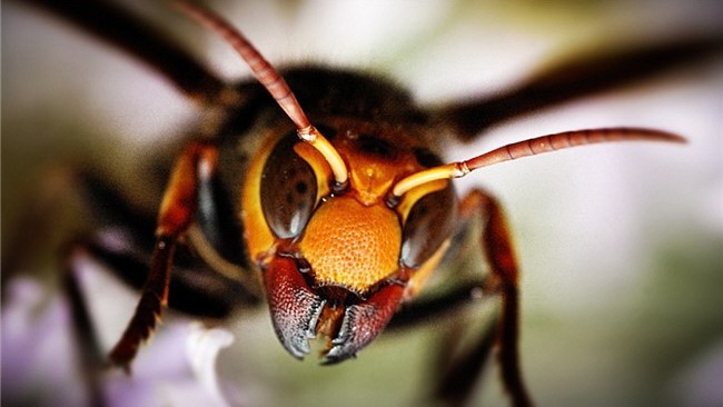 یک شهروند اندیکایی بر اثر نیش زنبور جان خود را از دست داد.