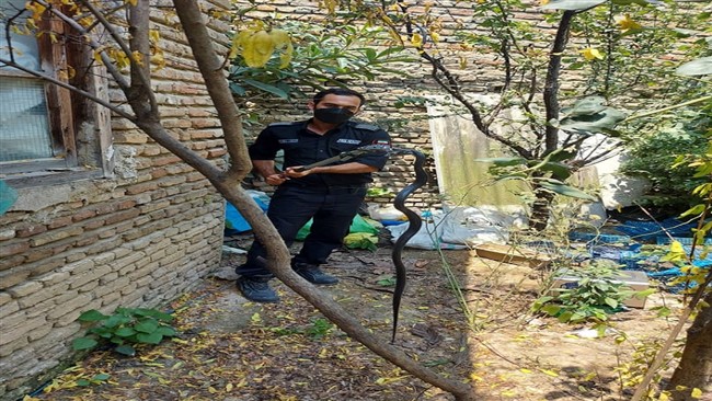 یک حلقه مار غیرسمی در منزل مسکونی در ساری با تلاش ماموران آتش‌نشانی زنده گیری شد.