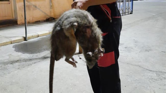 عکس یک موش بسیار بزرگ در شبکه‌های اجتماعی منتشر شده که شواهد نشان می دهد در اسکله شهید باهنر بندرعباس شکار شده است.