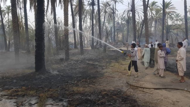 سرپرست بخشداری دامن ایرانشهر گفت: افزون بر ٢٠٠ نفر نخل مثمر خرما در روستای شیبان از توابع این بخش عصر روز گذشته در آتش سوخت.