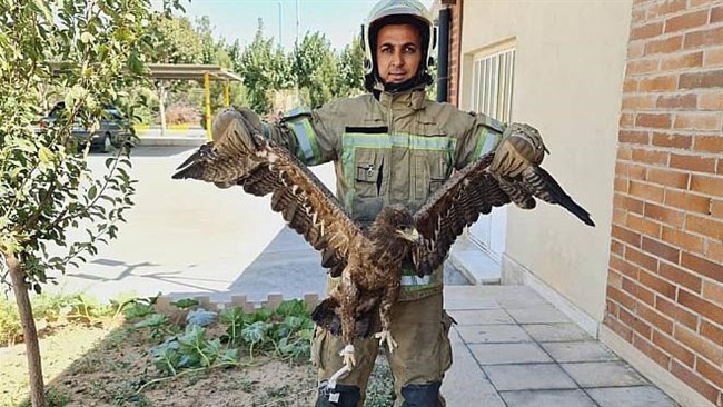 عقابی که با ورود به دانشگاه شاهد، باعث ترس و نگرانی کارکنان و مراجعین شده بود، توسط آتش‌نشانان به دام افتاد.