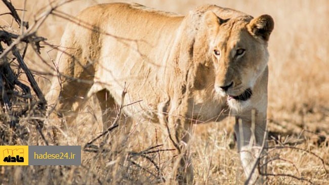 مسئول پارک وحش اراک از کشته شدن یکی از پرسنل توسط شیر خبر داد.