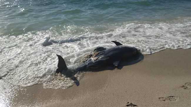 روز گذشته تصاویری از لاشه دلفین در سواحل جزیره خارگ منتشر شد که برخی از مردم علت تلف شدن دلفین را آلودگی نفتی عنوان کردند.