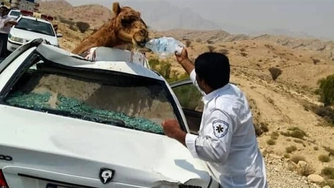 رئیس راهداری و حمل و نقل جاده‌ای شهرستان سیریک گفت: بر اثر برخورد پژو پارس با شتر در سیریک راننده خودرو جان باخت.