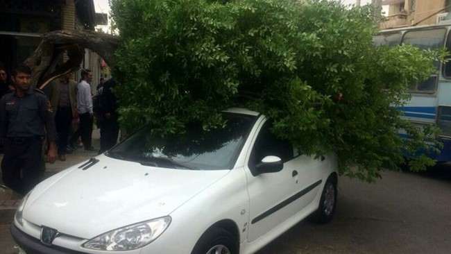 وزش باد شدید در شیراز موجب شد یک نهال درخت پس از شکسته شدن بروی خودرو ۲۰۶ و یک دستگاه موتور سیکلت سقوط کند و دو مصدوم برجای گذاشت ، فروریختن دیوار هم جان یک نفر را در شیراز گرفت.