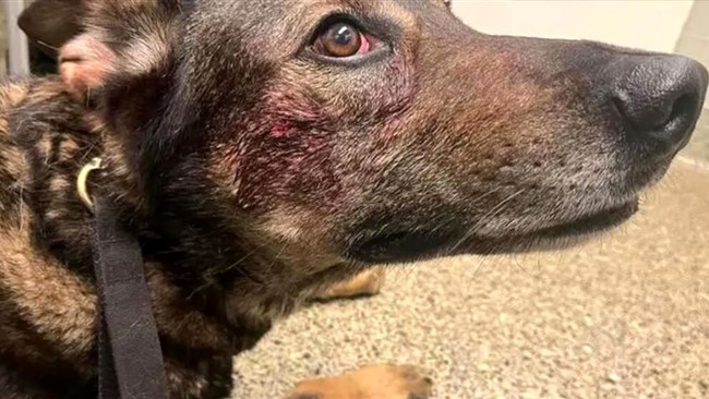 یک دزد در حادثه‌ای عجیب و کم‌سابقه، سگ پلیس را گاز گرفت.