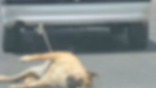 معاونت اجتماعی و پیشگیری از وقوع جرم دادگستری کل استان اردبیل یک سگ آزار در سرعین را به نگهداری از سگ‌های بلاصاحب محکوم کرد.