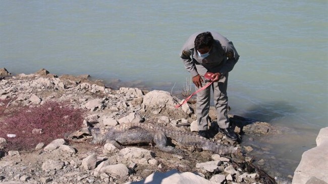 رییس اداره محیط زیست شهرستان راسک گفت: لاشه یک سرتمساح پوزه کوتاه در نزدیکی سد پیشین کشف شد.
