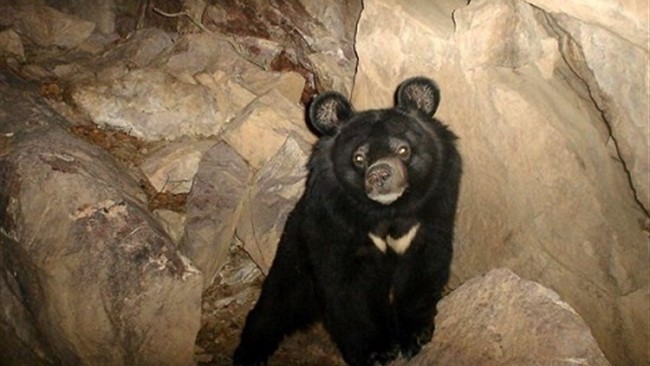 حمله یک قلاده خرس سیاه آسیایی موجب مجروح شدن یک بانو در روستای بشکاردان بخش رودخانه شهرستان رودان شد.