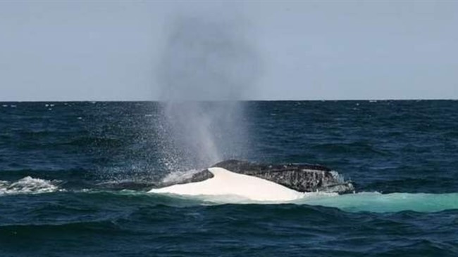 رئیس اداره محیط زیست منطقه آزاد کیش گفت: لاشه یک نهنگ در آب‌های جزیره کیش پیدا شد.