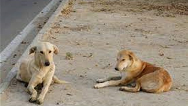 سگ‌های ولگرد دوباره قتل‌کردند و این‌بار جان‌کودک ۹ ساله اهل شهر باسمنج را در استان آذربایجان‌شرقی گرفتند.